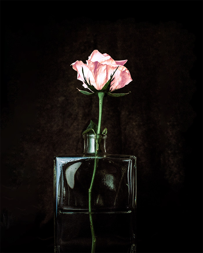a pink rose blossoms in a self-love jar