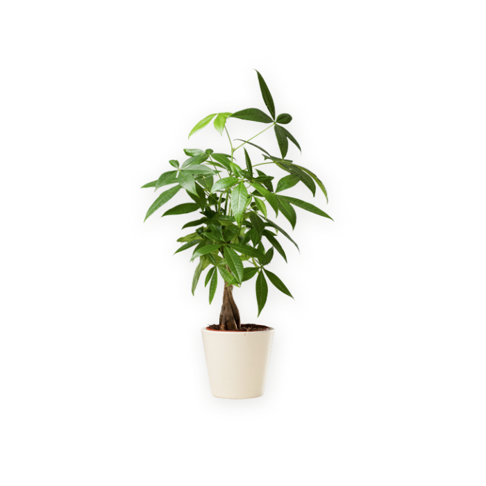 money tree plant in an ivory color planter