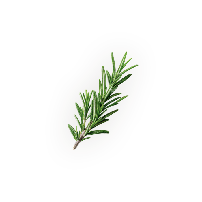 single rosemary sprig