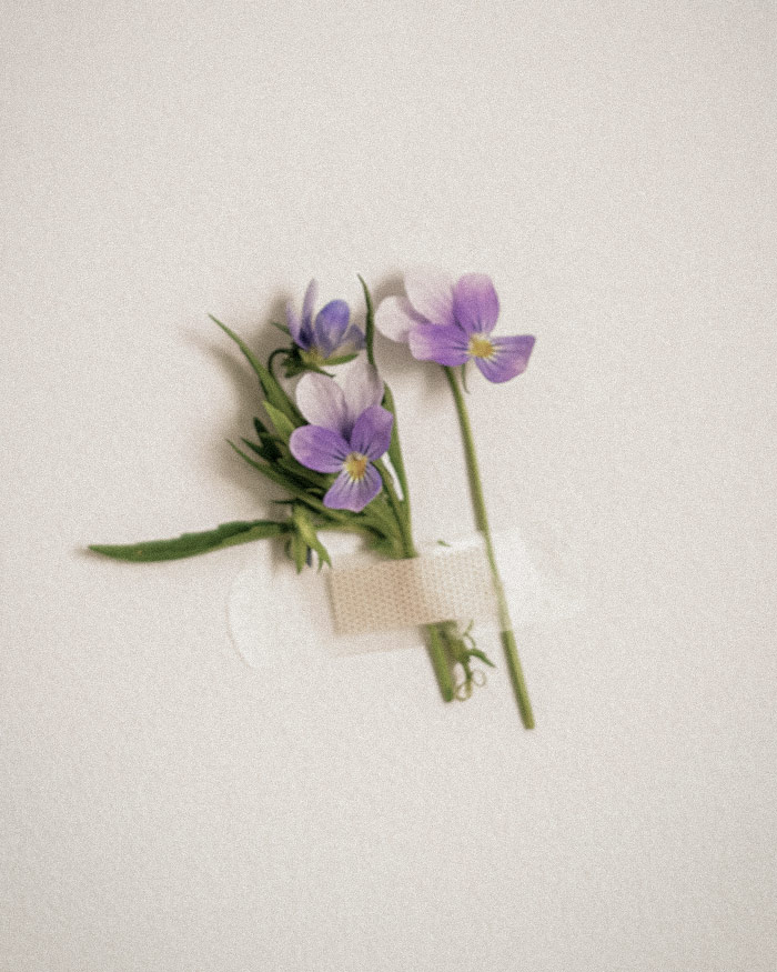 two purple flowers symbolize ones self and hurtful words are connected and stuck to a wall by a bandaid