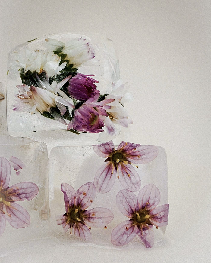 flowers frozen in ice cubes are used in a bad habit freezer spell