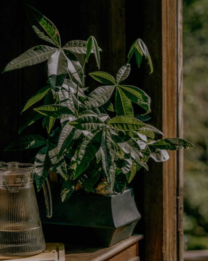 a sunlit window adorns a money tree atop a wooden table